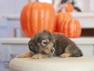 Kaninchen_Dachshund-_7831