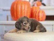 Kaninchen_Dachshund-_7832