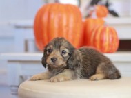 Kaninchen_Dachshund-_7834