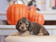 Kaninchen_Dachshund-_7842