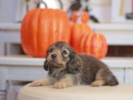 Kaninchen_Dachshund-_7846