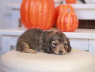 Kaninchen_Dachshund-_7847