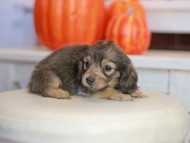 Kaninchen_Dachshund-_7851