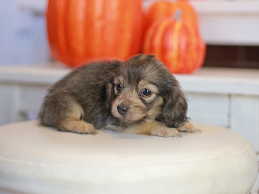 カニンヘン ダックスフンド ピアノ&スカッシュの子犬 シェーデットイエロー（シェーデットクリーム） 女の子