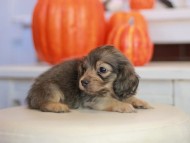 Kaninchen_Dachshund-_7856