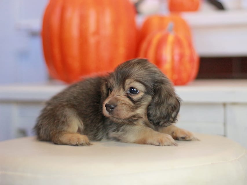 カニンヘン ダックスフンド ピアノ&スカッシュの子犬 シェーデットイエロー（シェーデットクリーム） 女の子