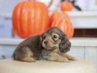Kaninchen_Dachshund-_7858