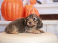 Kaninchen_Dachshund-_7863