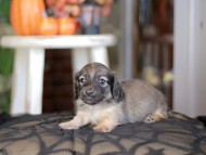 Kaninchen_Dachshund-_8345