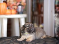 Kaninchen_Dachshund-_8347