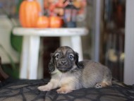 Kaninchen_Dachshund-_8352