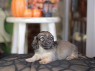 Kaninchen_Dachshund-_8353