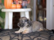 Kaninchen_Dachshund-_8355