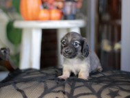 Kaninchen_Dachshund-_8356