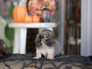 Kaninchen_Dachshund-_8362