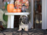 Kaninchen_Dachshund-_8363