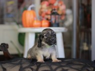 Kaninchen_Dachshund-_8372