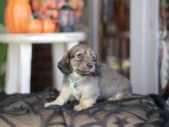 Kaninchen_Dachshund-_8392 Kaninchen_Dachshund-_8392