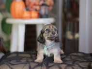 Kaninchen_Dachshund-_8428
