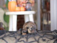 Kaninchen_Dachshund-_8445 Kaninchen_Dachshund-_8445
