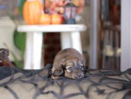 Kaninchen_Dachshund-_8446