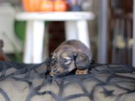 Kaninchen_Dachshund-_8449 Kaninchen_Dachshund-_8449