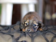 Kaninchen_Dachshund-_8451 Kaninchen_Dachshund-_8451