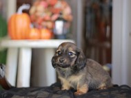 Kaninchen_Dachshund-_8457