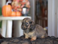 Kaninchen_Dachshund-_8458