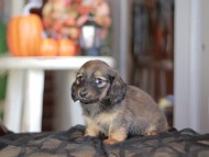 Kaninchen_Dachshund-_8460