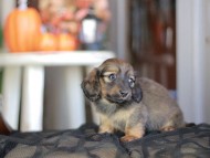 Kaninchen_Dachshund-_8462