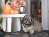 Kaninchen_Dachshund-_8466