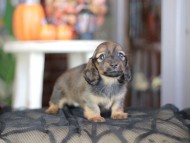 Kaninchen_Dachshund-_8470