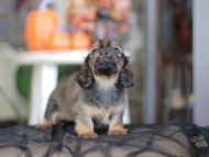 Kaninchen_Dachshund-_8482