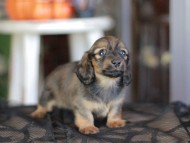 Kaninchen_Dachshund-_8486