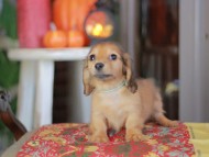 Kaninchen_Dachshund-_8490
