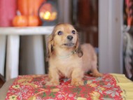 Kaninchen_Dachshund-_8499