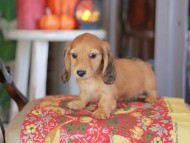 Kaninchen_Dachshund-_8518