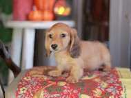 Kaninchen_Dachshund-_8522