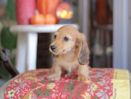 Kaninchen_Dachshund-_8533