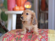 Kaninchen_Dachshund-_8534