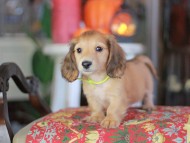 Kaninchen_Dachshund-_8551