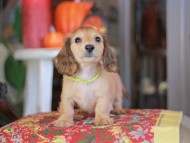 Kaninchen_Dachshund-_8556