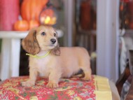 Kaninchen_Dachshund-_8580
