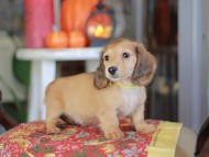 Kaninchen_Dachshund-_8584 Kaninchen_Dachshund-_8584