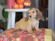 Kaninchen_Dachshund-_8607 Kaninchen_Dachshund-_8607