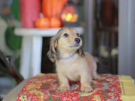 Kaninchen_Dachshund-_8611