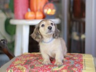 Kaninchen_Dachshund-_8613