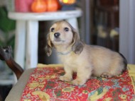 Kaninchen_Dachshund-_8628