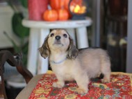 Kaninchen_Dachshund-_8631